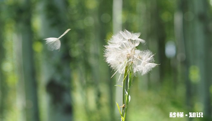 蒲公英花语 蒲公英花语是什么