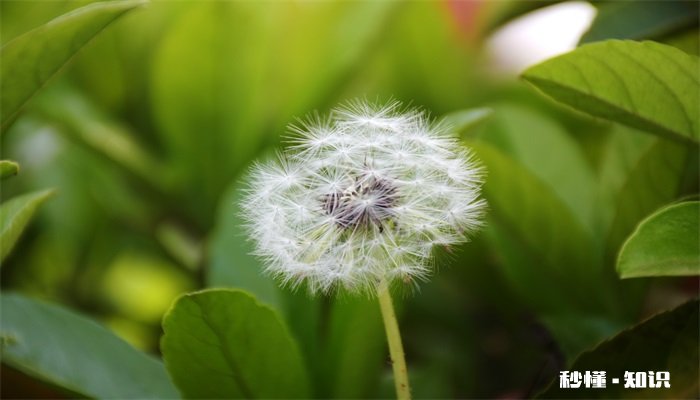 蒲公英花语 蒲公英花语是什么