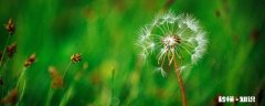 蒲公英花语 蒲公英花语是什么