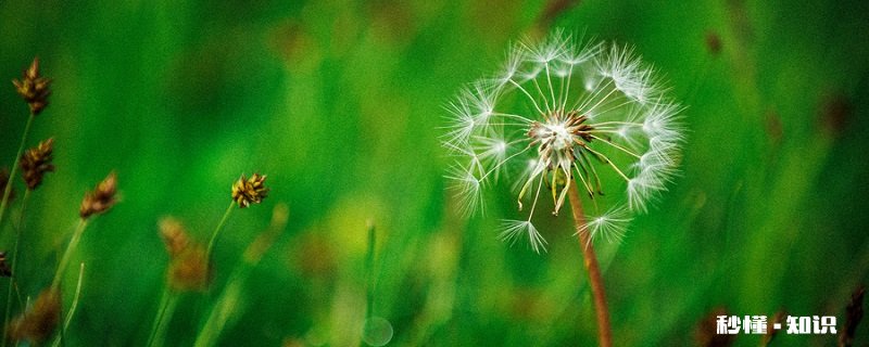 蒲公英花语 蒲公英花语是什么