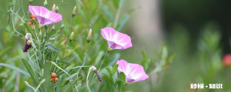 牵牛花的毒性 牵牛花有不有毒