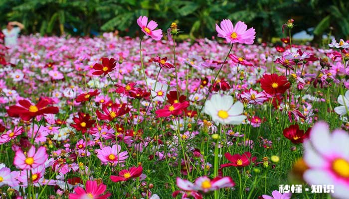 格桑花什么时候开 格桑花的开花时间