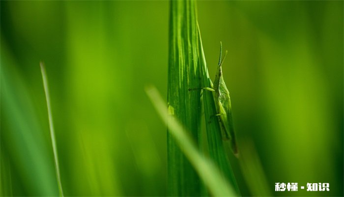 水稻什么时期施硅肥 水稻施硅肥的时间