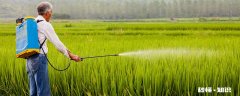 水稻什么时期施硅肥 水稻施硅肥的时间