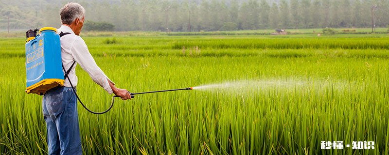 水稻什么时期施硅肥 水稻施硅肥的时间