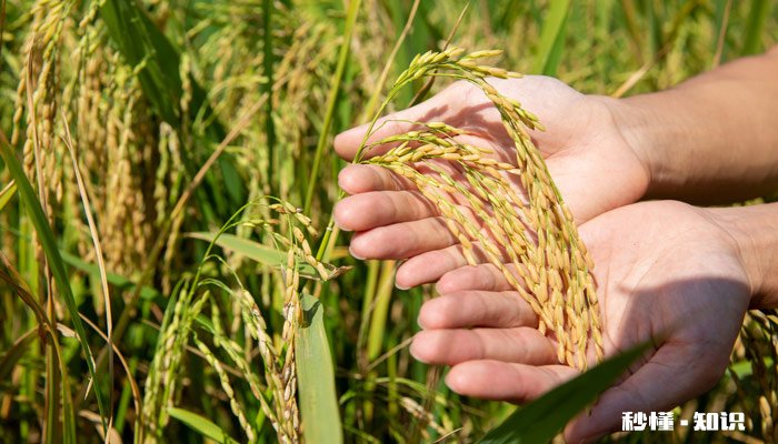 水稻什么时期施硅肥 水稻施硅肥的时间
