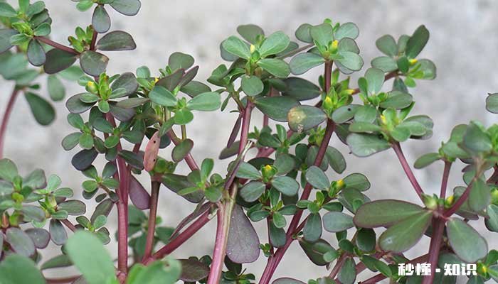 金枝玉叶怎么修剪 金枝玉叶的修剪方法