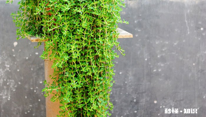 金枝玉叶怎么修剪 金枝玉叶的修剪方法