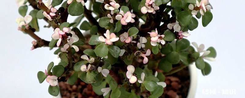 金枝玉叶怎么修剪 金枝玉叶的修剪方法