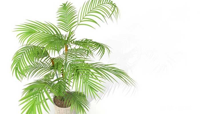 凤尾竹的养殖方法和注意事项 凤尾竹的养殖方法