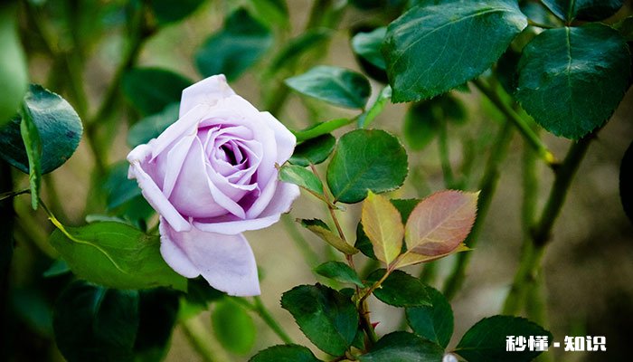 喜欢阳光的花有哪些 喜阳的花卉有哪些