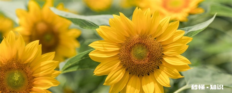 喜欢阳光的花有哪些 喜阳的花卉有哪些