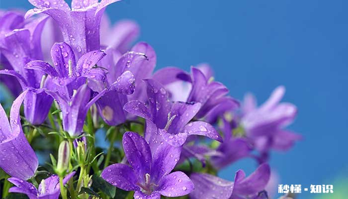 六月的花有哪些 六月开放的花有哪些