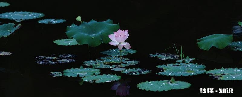 六月的花有哪些 六月开放的花有哪些