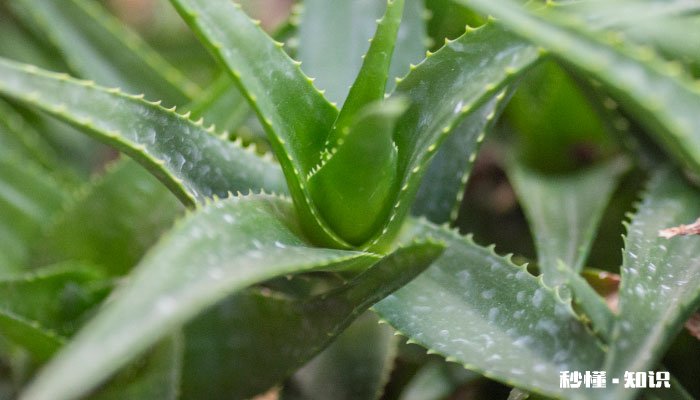 芦荟长得太大怎么修剪 芦荟长得太大的修剪方法