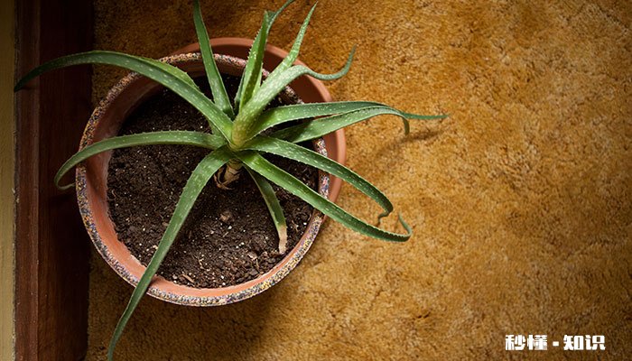 芦荟长得太大怎么修剪 芦荟长得太大的修剪方法