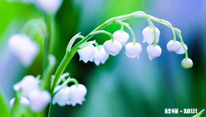 铃兰花语 铃兰花语是什么