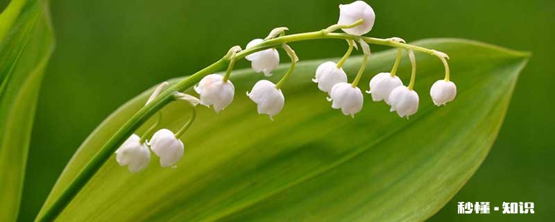 铃兰花语 铃兰花语是什么