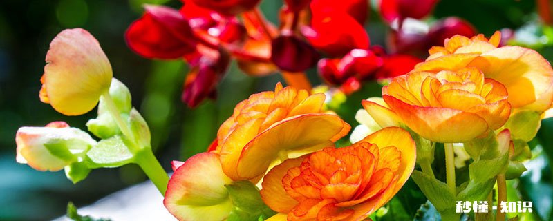 丽格海棠怎么修剪 丽格海棠的修剪方法