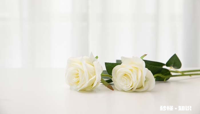 白色玫瑰花语 白色玫瑰花语是什么
