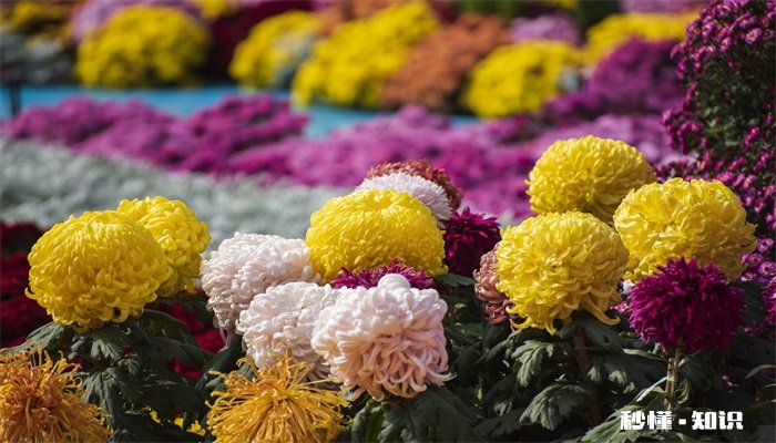 菊花怎么修剪 菊花的修剪方法