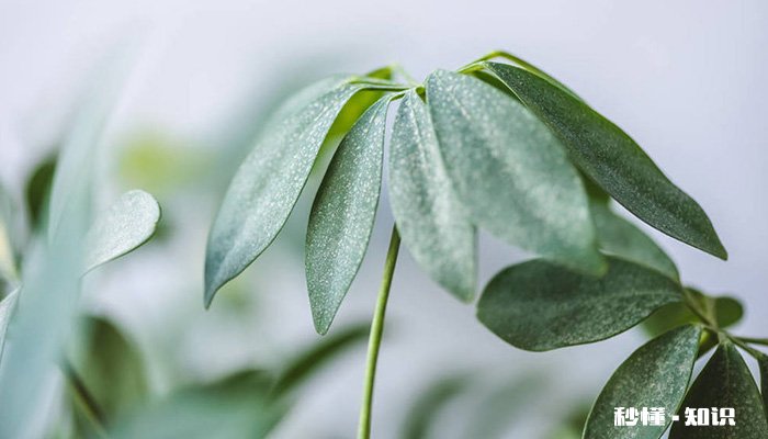 鸭掌木怎么修剪 鸭掌木的修剪方法