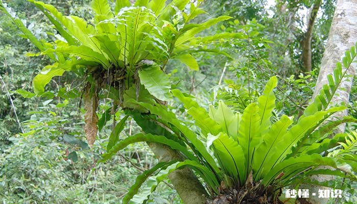 鸟巢蕨的养殖方法和注意事项 鸟巢蕨的养殖方法