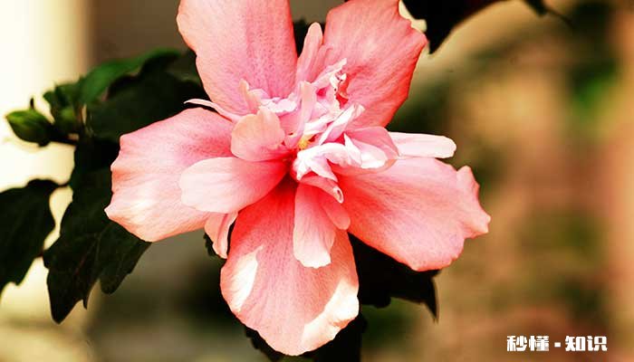 木槿的养殖方法和注意事项 木槿的养殖方法和注意事项有哪些