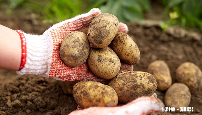 土豆施什么肥 土豆怎么施肥