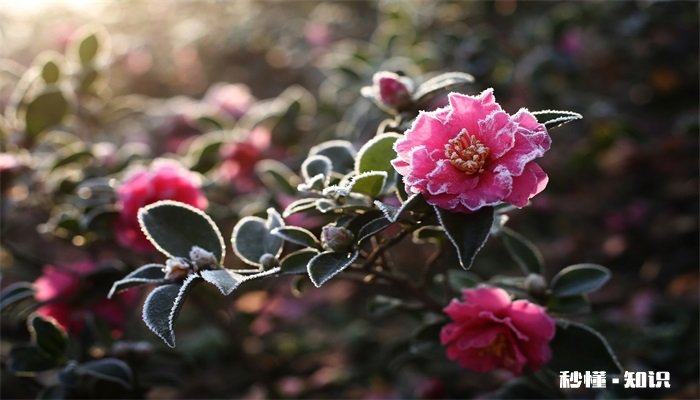 盆栽茶花的养殖方法和注意事项 盆栽茶花的种植方法和注意事项
