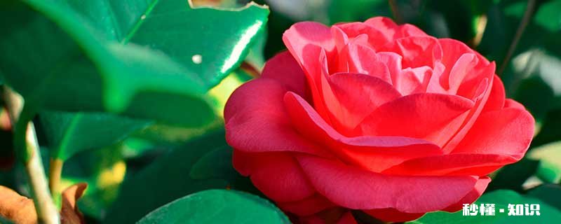 盆栽茶花的养殖方法和注意事项 盆栽茶花的种植方法和注意事项