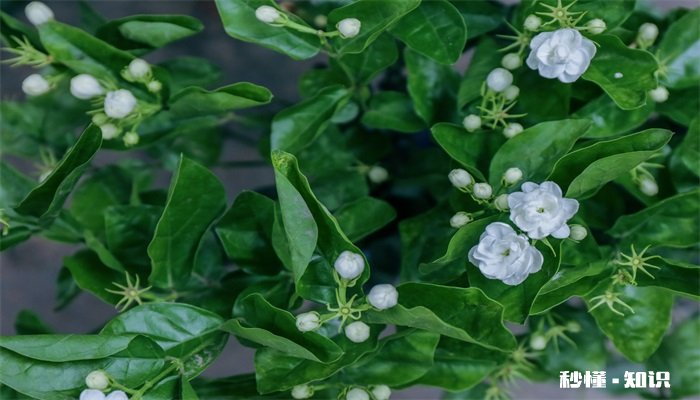 非洲茉莉怎么修剪 非洲茉莉的修剪方法