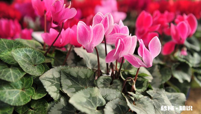 仙客来花语 仙客来花语是什么