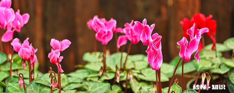 仙客来花语 仙客来花语是什么