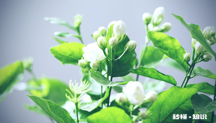 茉莉花怎么养 茉莉花的养殖方法