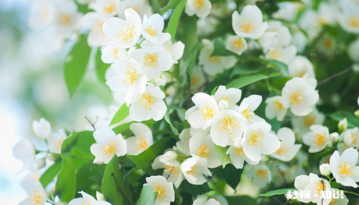 茉莉花怎么养 茉莉花的养殖方法