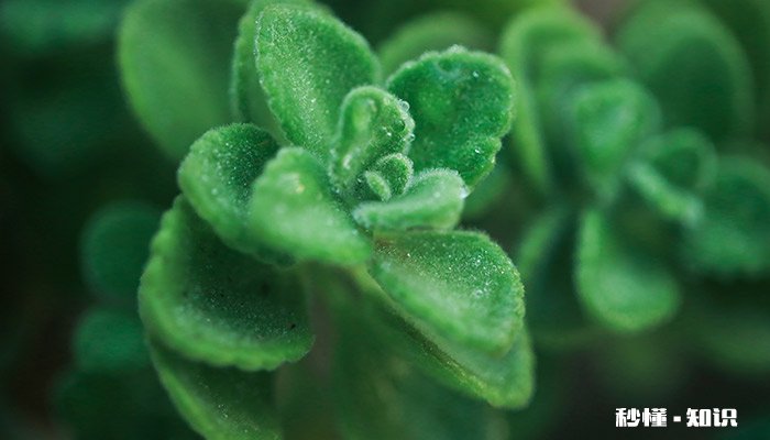 一抹香的养殖方法和注意事项 一抹香的养殖方法