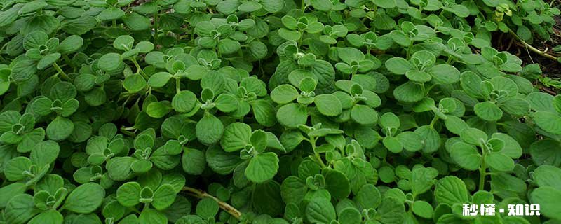 一抹香的养殖方法和注意事项 一抹香的养殖方法