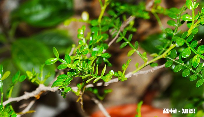 一抹香的养殖方法和注意事项 一抹香的养殖方法