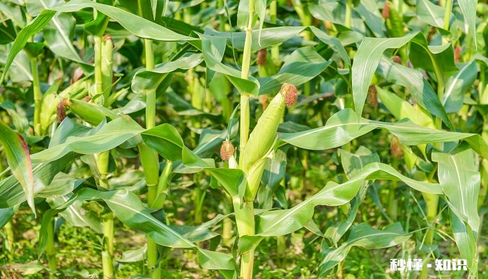 玉米抽穗期施什么肥 玉米抽穗期如何施肥