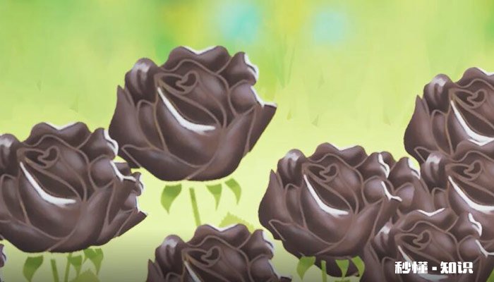 黑玫瑰的花语 黑玫瑰花语