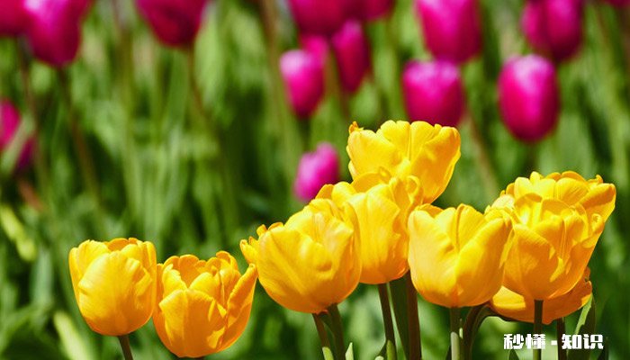 郁金香的花语 郁金香的花语是什么