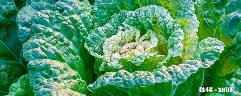 大白菜施什么肥 大白菜怎么施肥