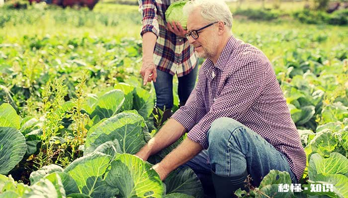 大白菜施什么肥 大白菜怎么施肥