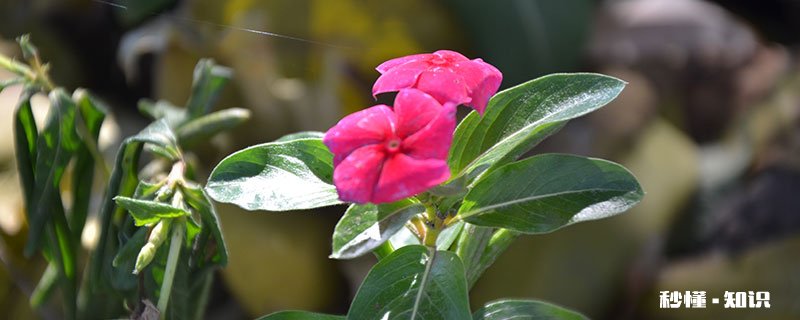 四季梅花的养殖方法和注意事项 四季梅花的养殖方法