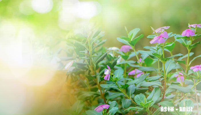 四季梅花的养殖方法和注意事项 四季梅花的养殖方法