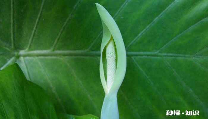 滴水观音的养殖方法和注意事项 滴水观音的养殖方法