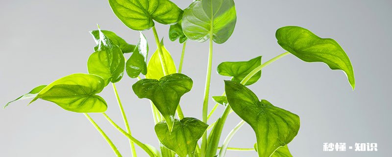 滴水观音的养殖方法和注意事项 滴水观音的养殖方法