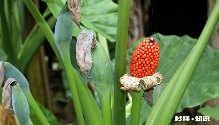 滴水观音的养殖方法和注意事项 滴水观音的养殖方法
