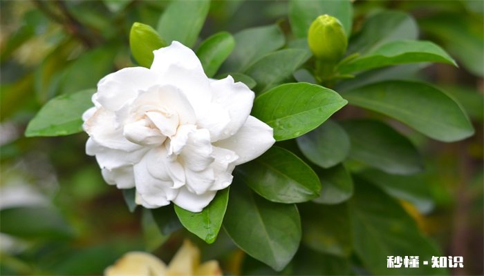 栀子花开完花怎么修剪 栀子花花后怎么修剪